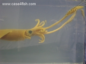 Foto Galerie/Cephalopoda/Loligo vulgaris_01/Loligo vulgaris_01_04_S.jpg